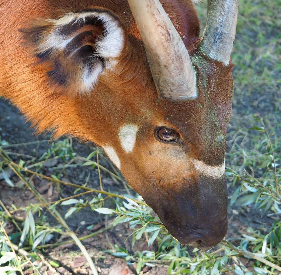 Mountain bongo (Tragelaphus eurycerus isaaci), 2020-07-21