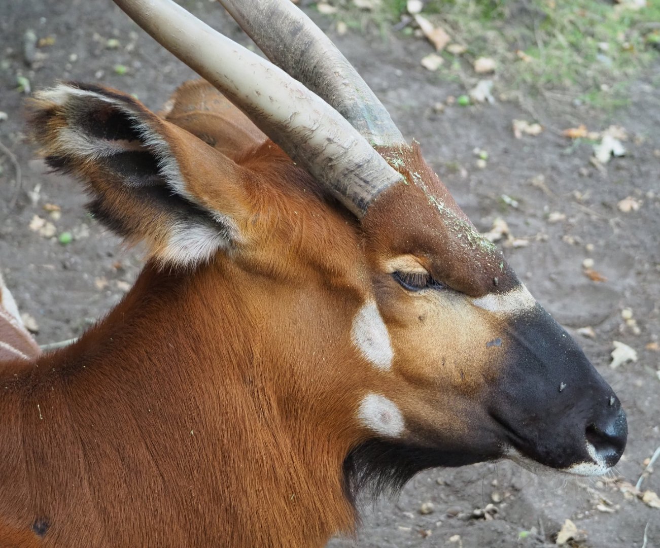 Mountain bongo (Tragelaphus eurycerus isaaci), 2020-08-15