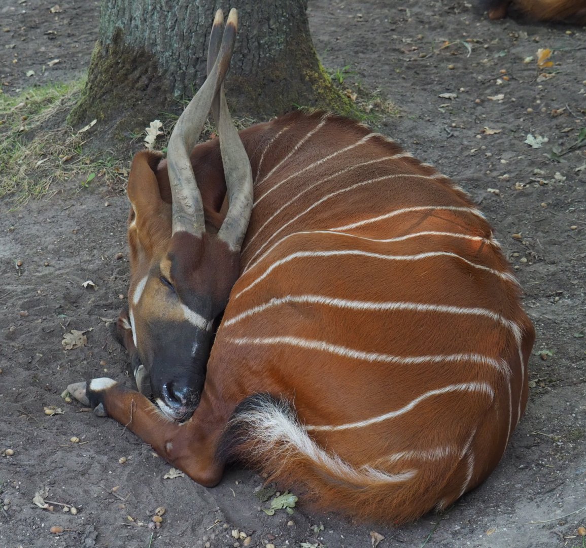 Mountain bongo (Tragelaphus eurycerus isaaci), 2020-09-16