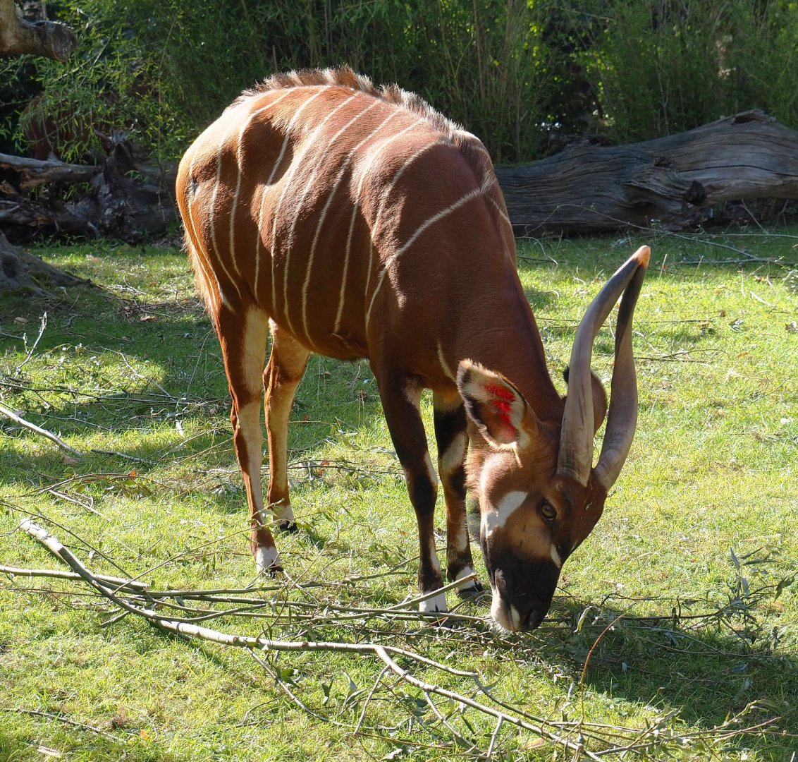 Mountain bongo (Tragelaphus eurycerus isaaci), 2020-09-20