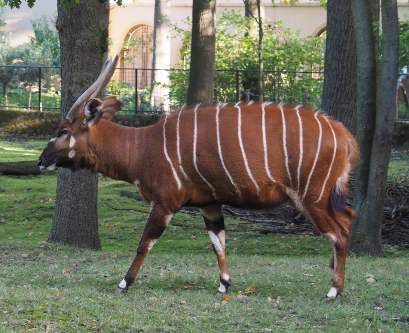 Mountain bongo (Tragelaphus eurycerus isaaci), 2020-10-10