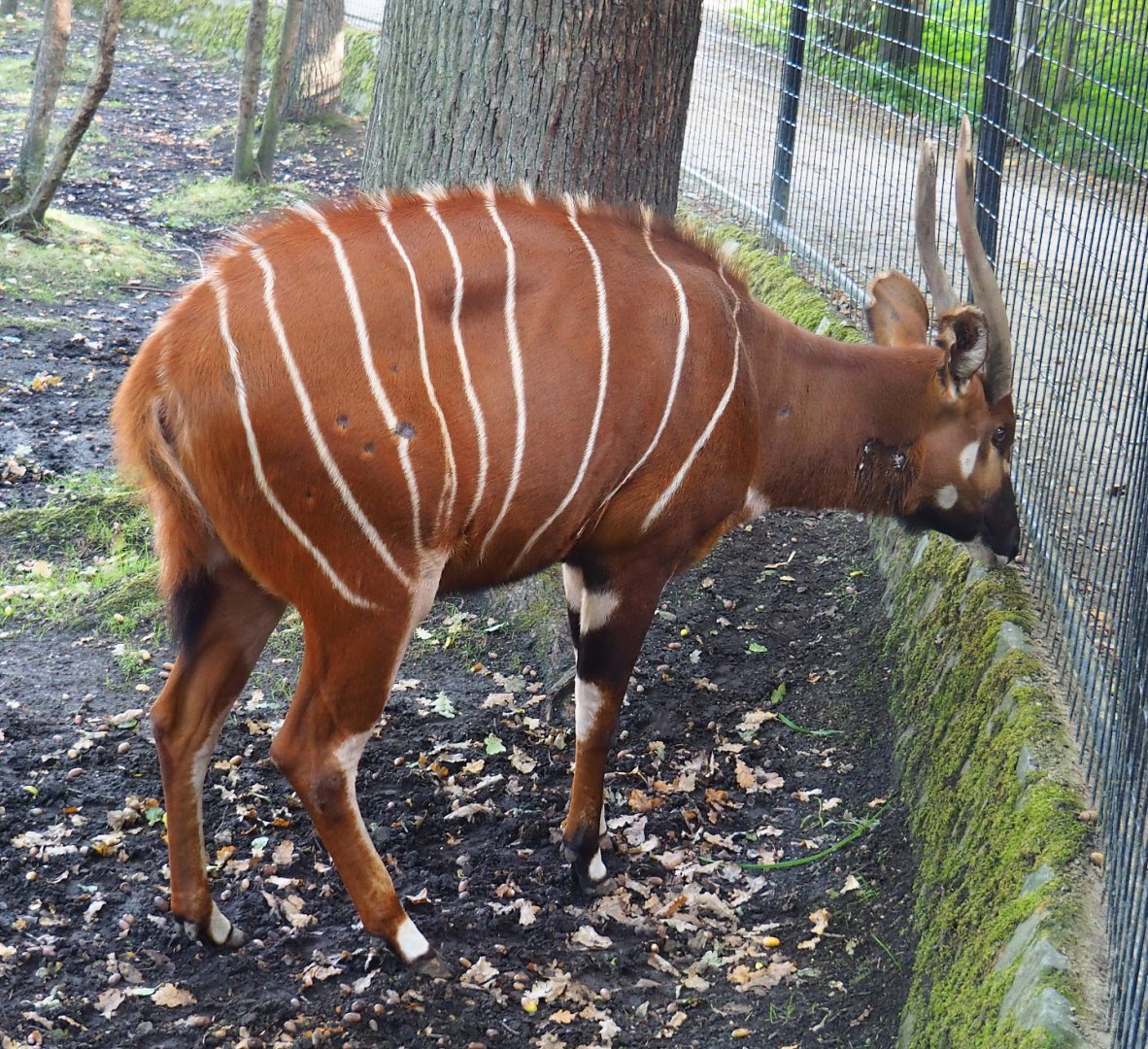 Mountain bongo (Tragelaphus eurycerus isaaci), 2020-10-10