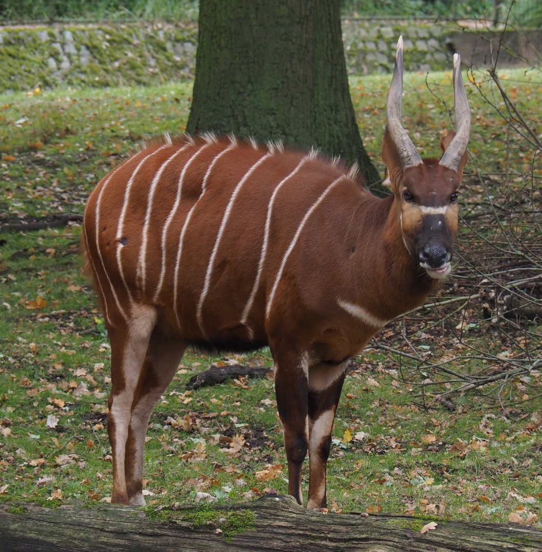 Mountain bongo (Tragelaphus eurycerus isaaci), 2020-10-19