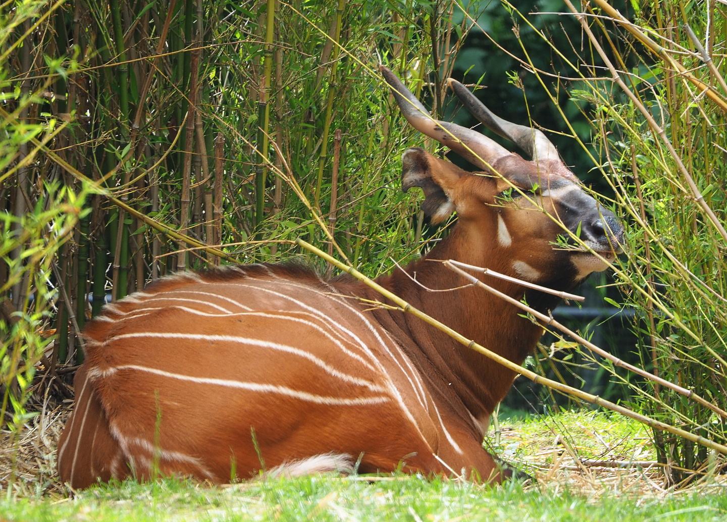 Mountain bongo (Tragelaphus eurycerus isaaci), 2021-06-12