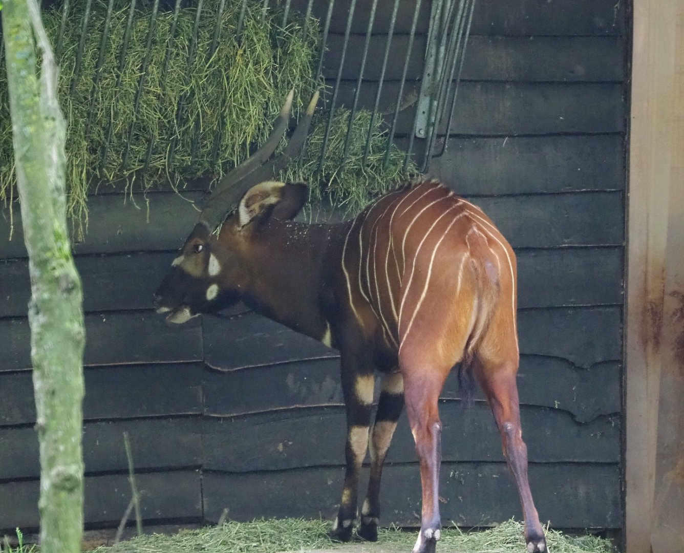 Mountain bongo (Tragelaphus eurycerus isaaci), 2021-07-03