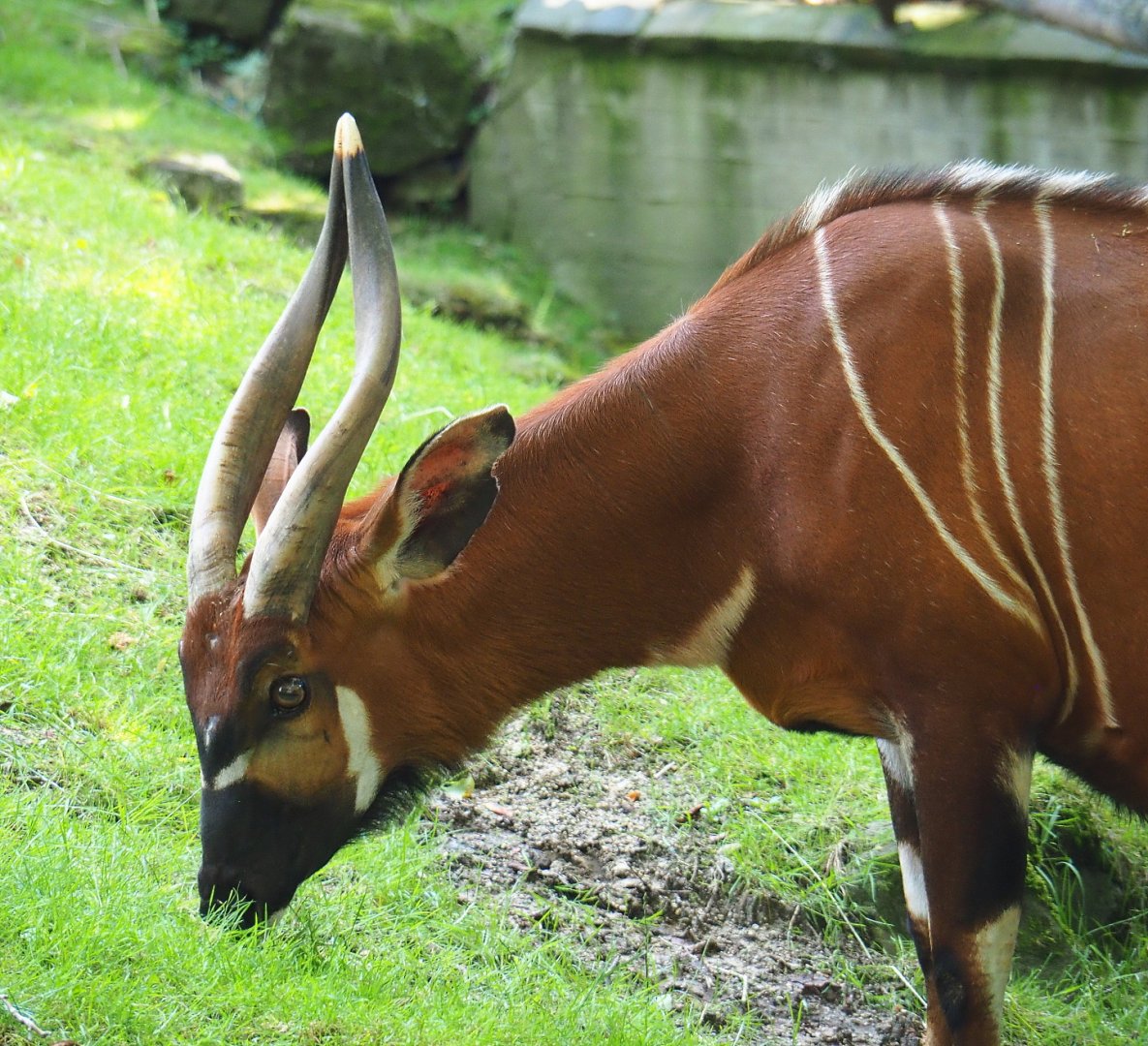Mountain bongo (Tragelaphus eurycerus isaaci), 2021-07-17