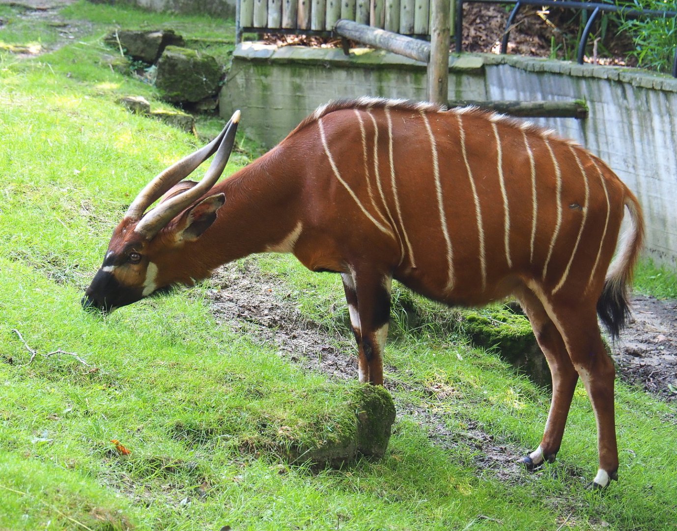 Mountain bongo (Tragelaphus eurycerus isaaci), 2021-07-17