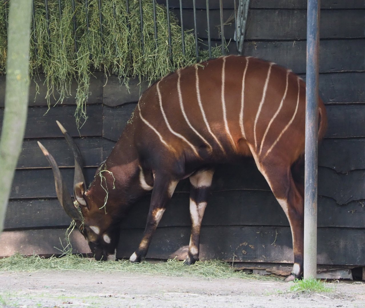 Mountain bongo (Tragelaphus eurycerus isaaci), 2021-07-20