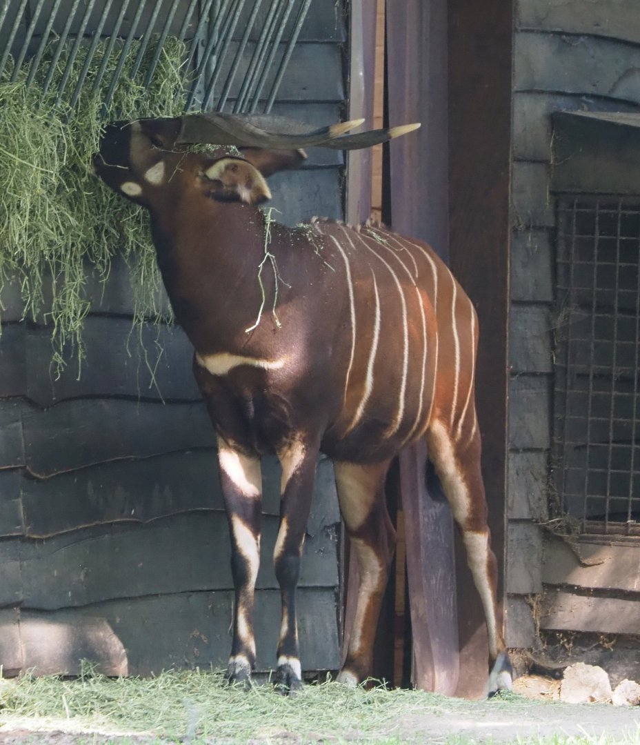 Mountain bongo (Tragelaphus eurycerus isaaci), 2021-07-20