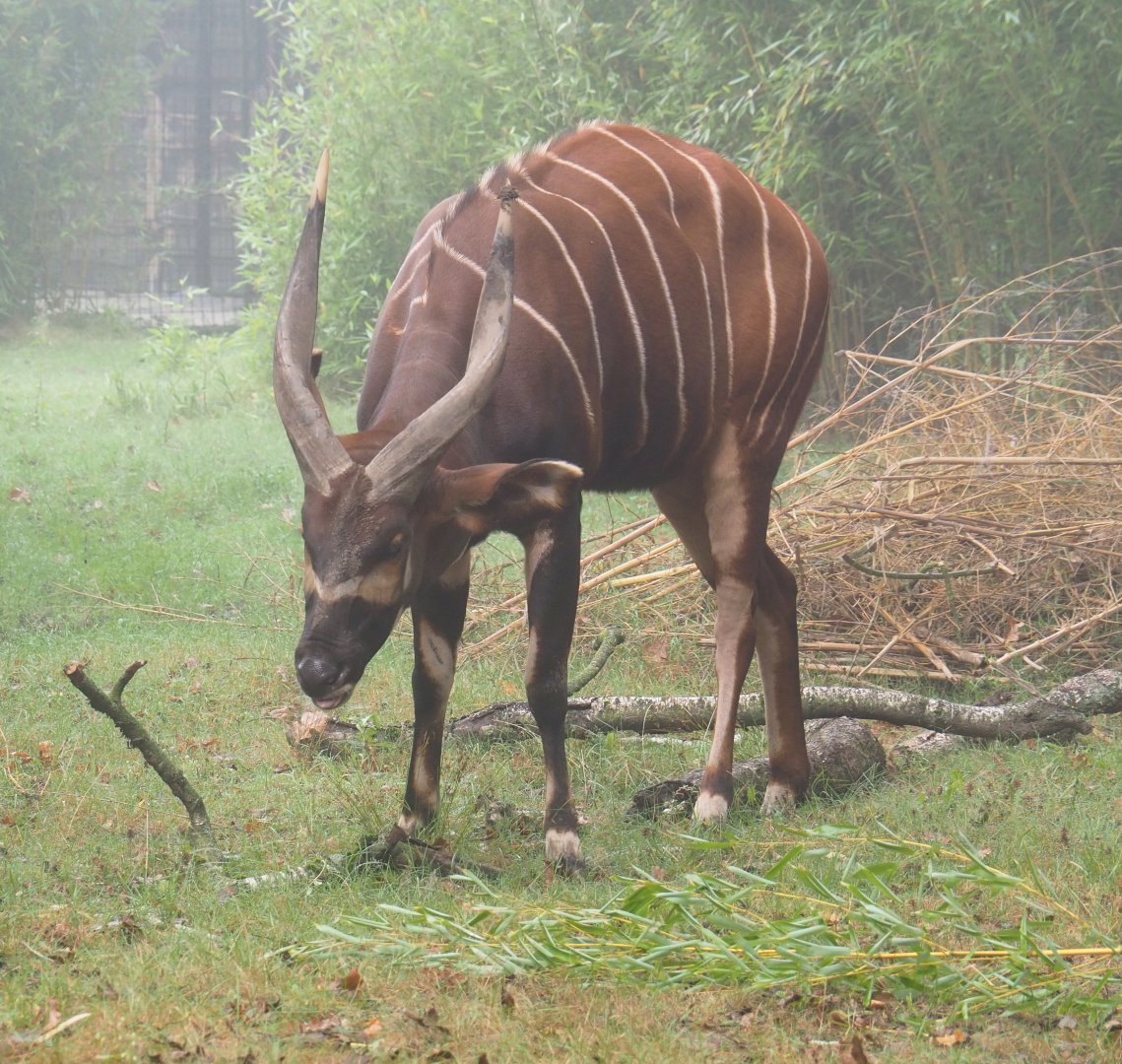 Mountain bongo (Tragelaphus eurycerus isaaci), 2021-10-10
