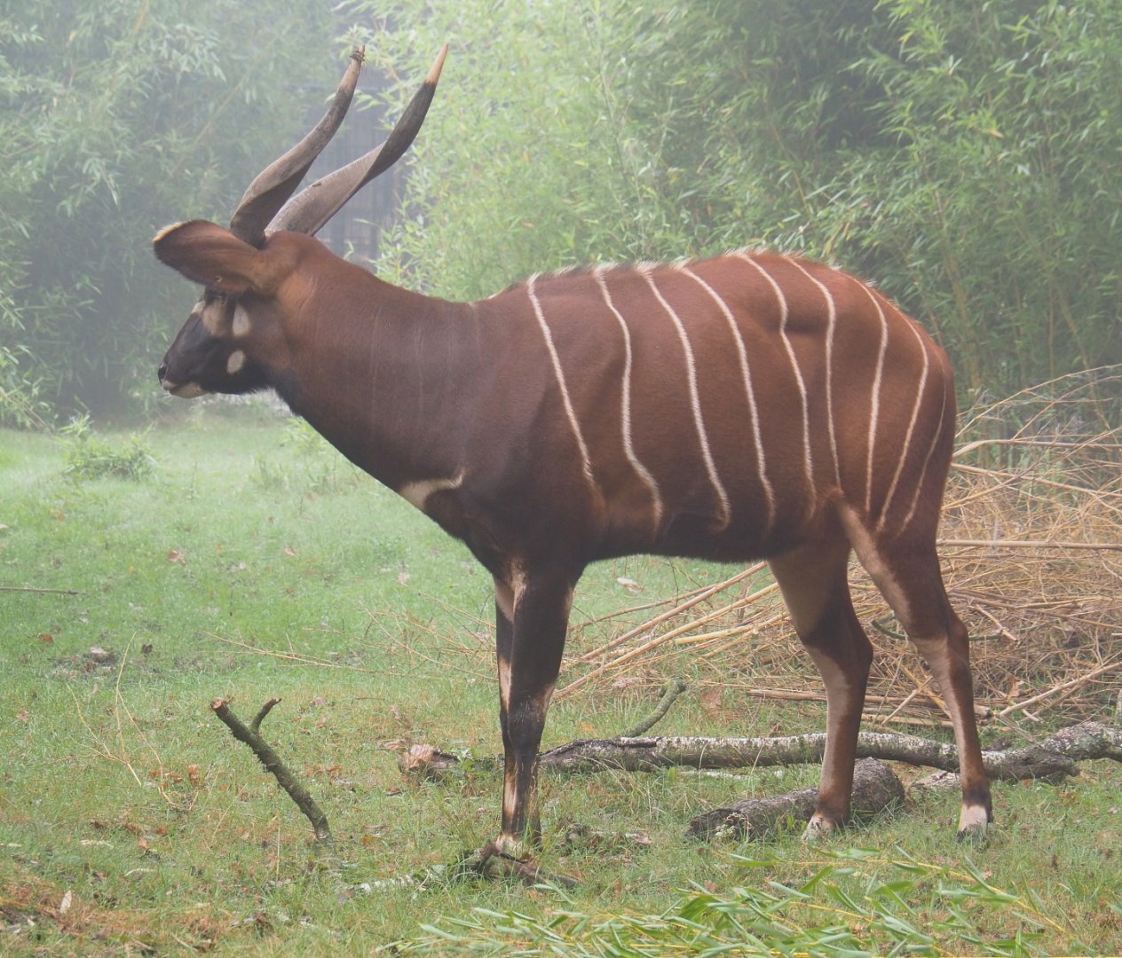 Mountain bongo (Tragelaphus eurycerus isaaci), 2021-10-10