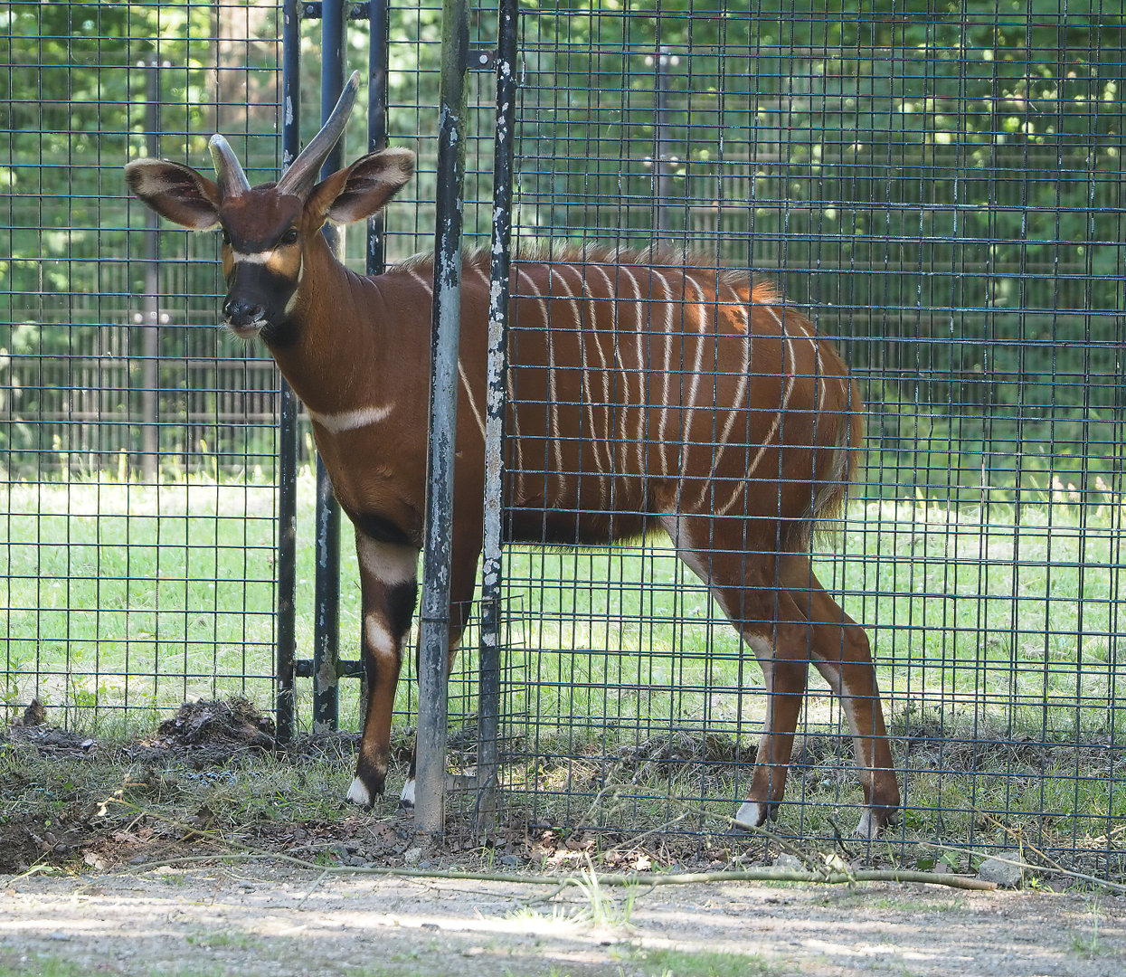 Mountain bongo (Tragelaphus eurycerus isaaci), 2022-06-15