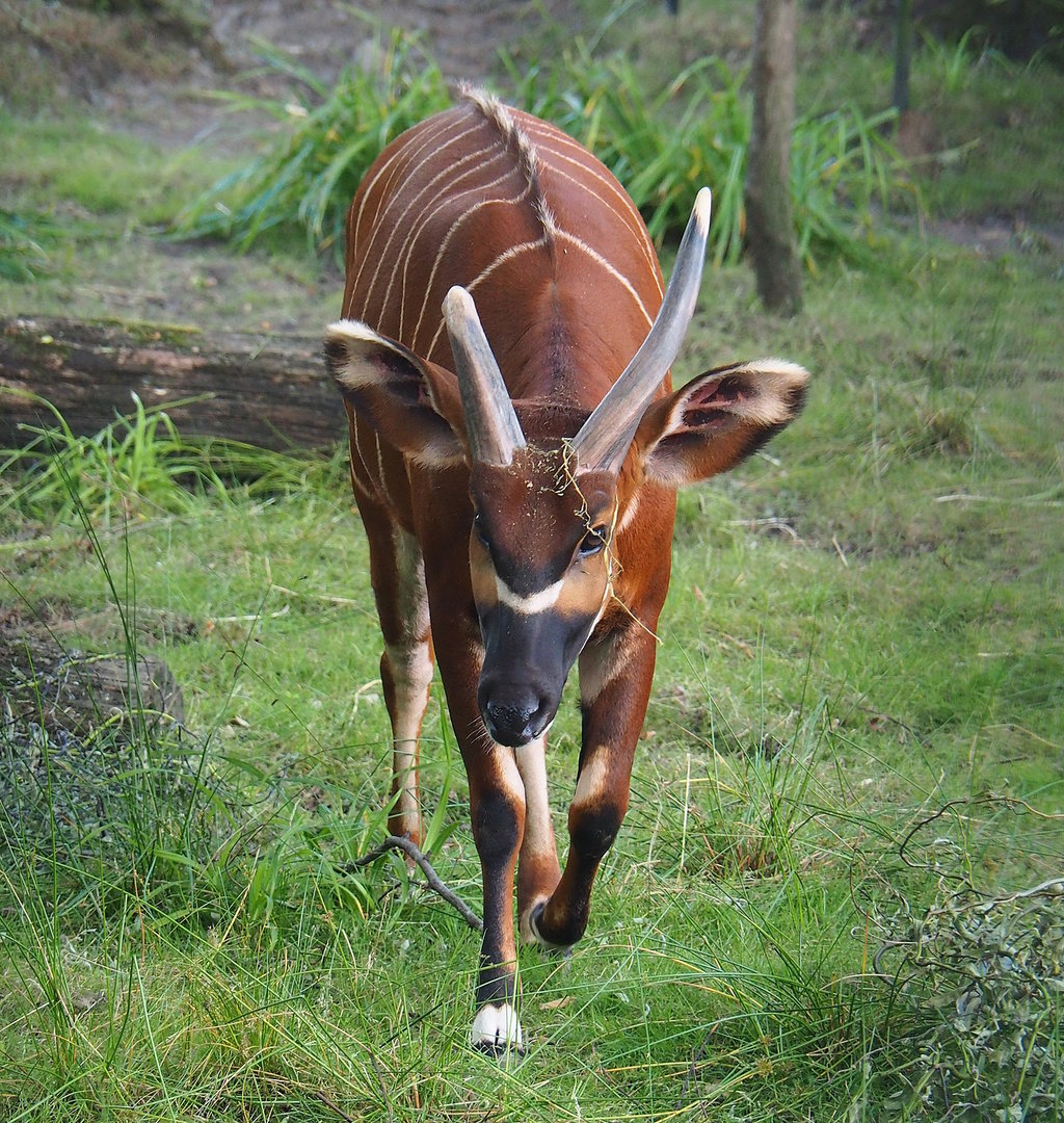 Mountain bongo (Tragelaphus eurycerus isaaci), 2022-07-16