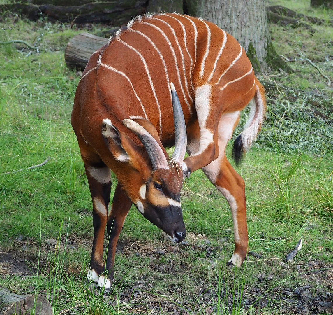 Mountain bongo (Tragelaphus eurycerus isaaci), 2022-07-16