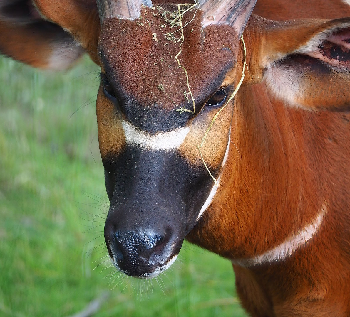 Mountain bongo (Tragelaphus eurycerus isaaci), 2022-07-16