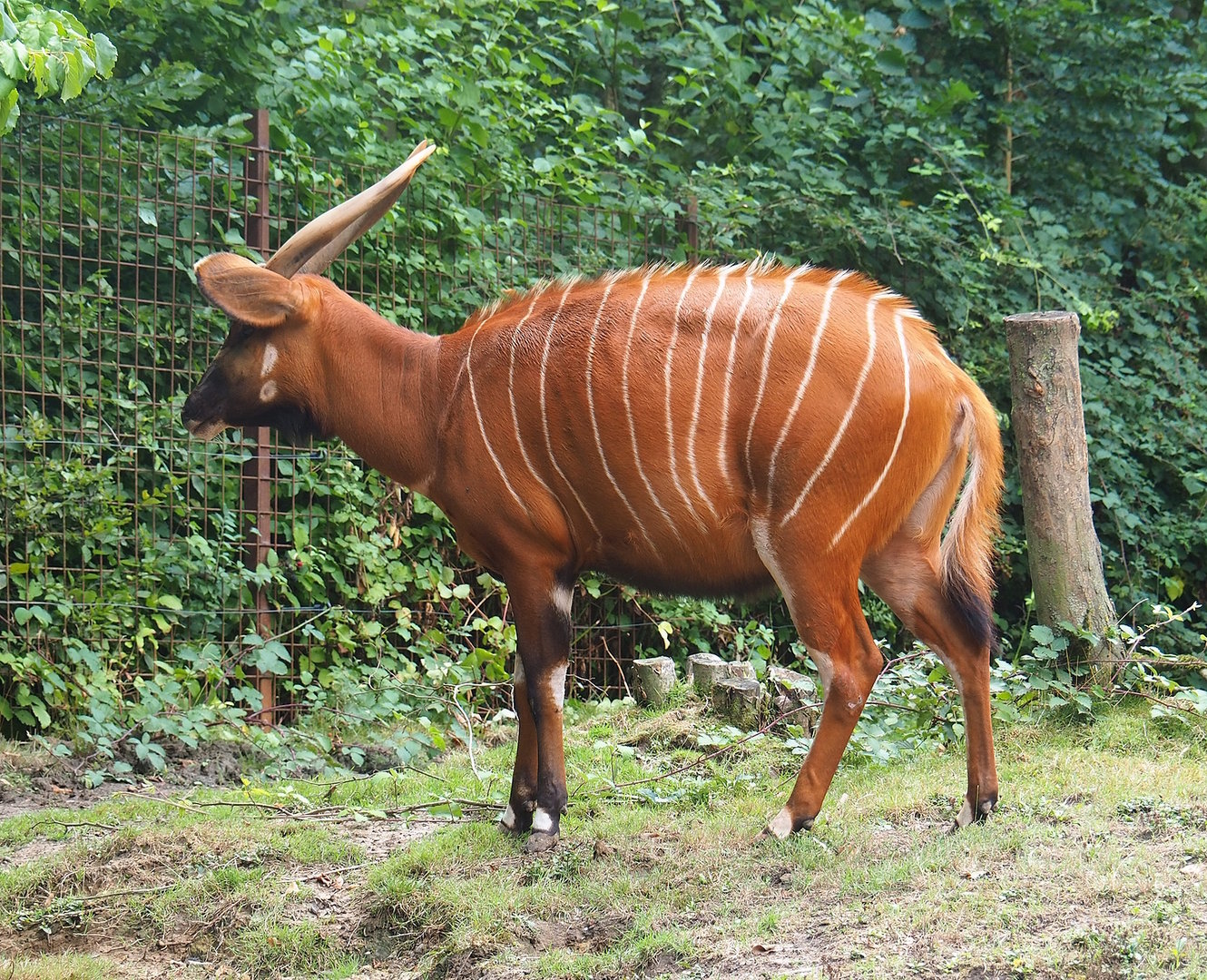 Mountain bongo (Tragelaphus eurycerus isaaci), 2022-08-20