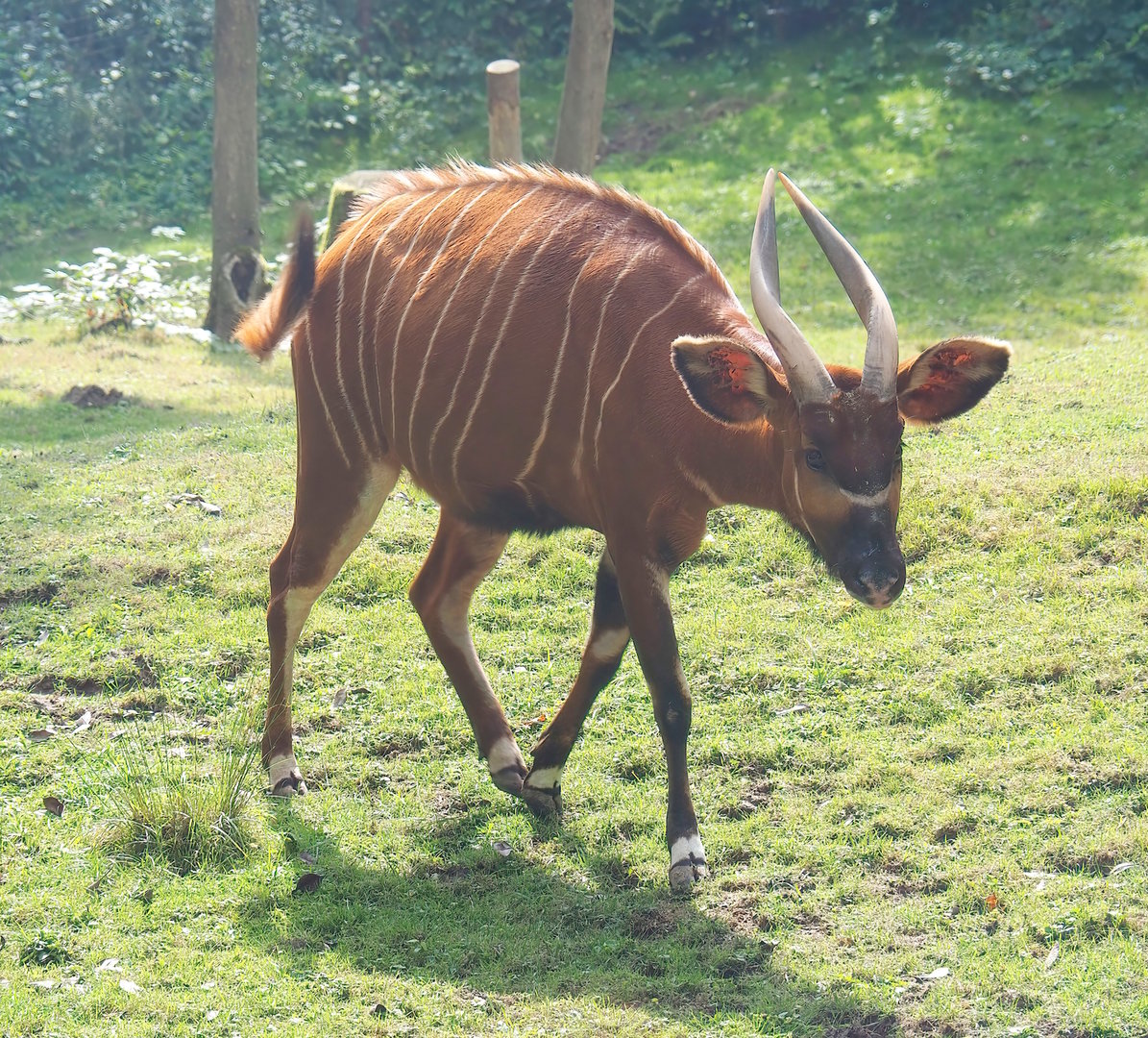 Mountain bongo (Tragelaphus eurycerus isaaci), 2022-08-20