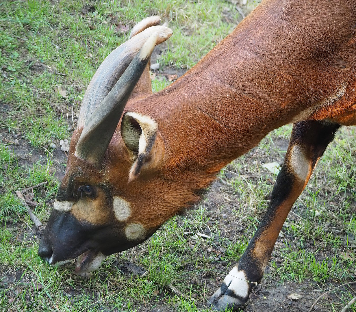 Mountain bongo (Tragelaphus eurycerus isaaci), 2022-09-12