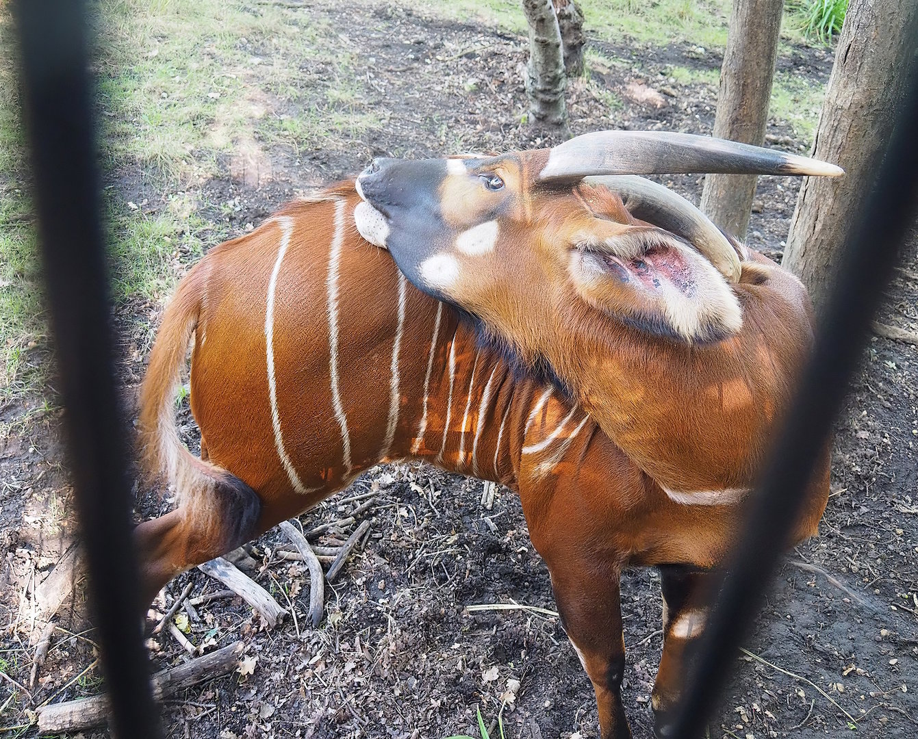 Mountain bongo (Tragelaphus eurycerus isaaci), 2022-09-12