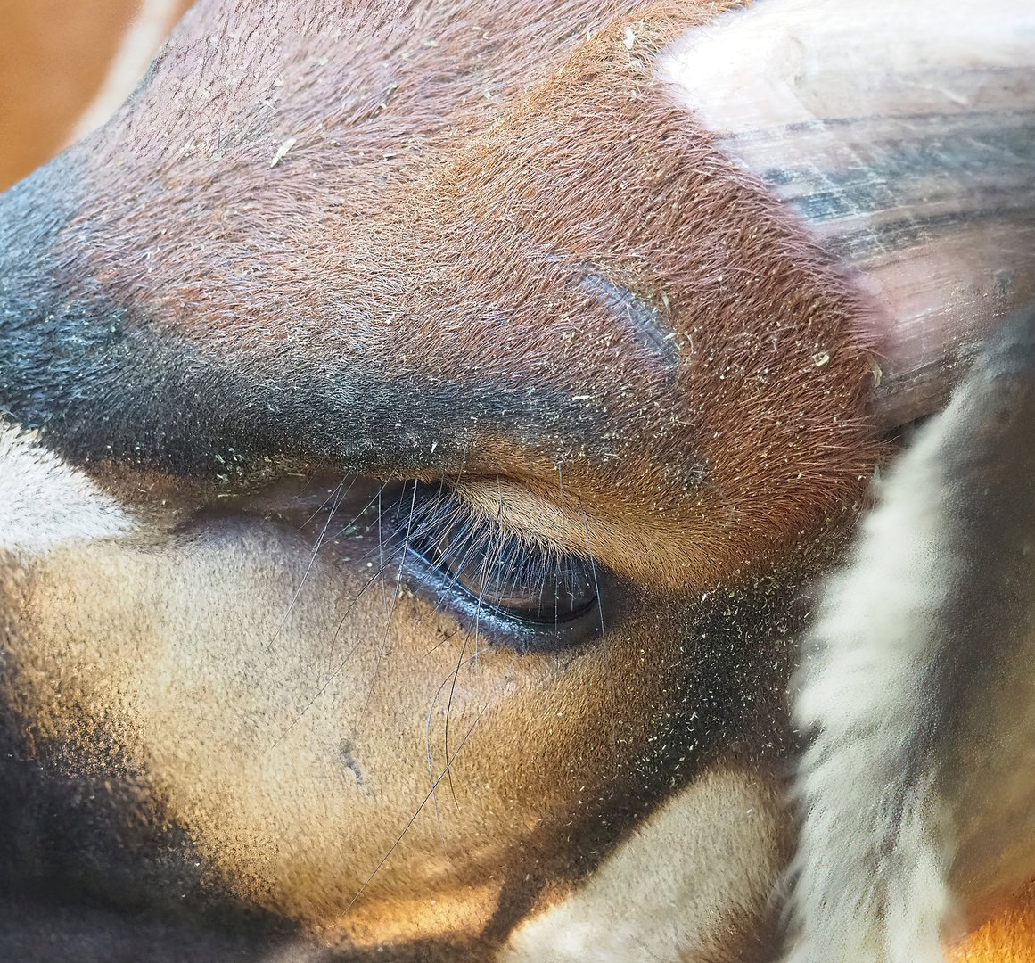Mountain bongo (Tragelaphus eurycerus isaaci), 2022-09-12