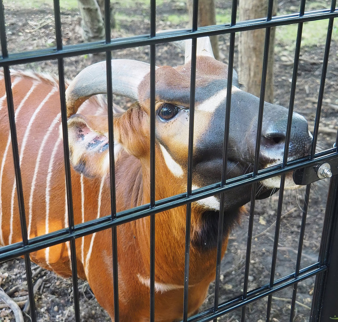Mountain bongo (Tragelaphus eurycerus isaaci), 2022-09-12