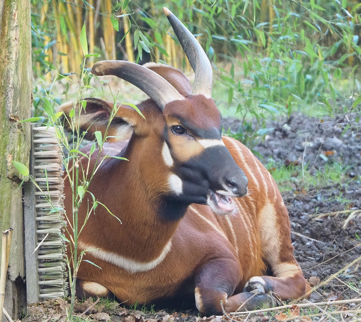 Mountain bongo (Tragelaphus eurycerus isaaci), 2022-11-12