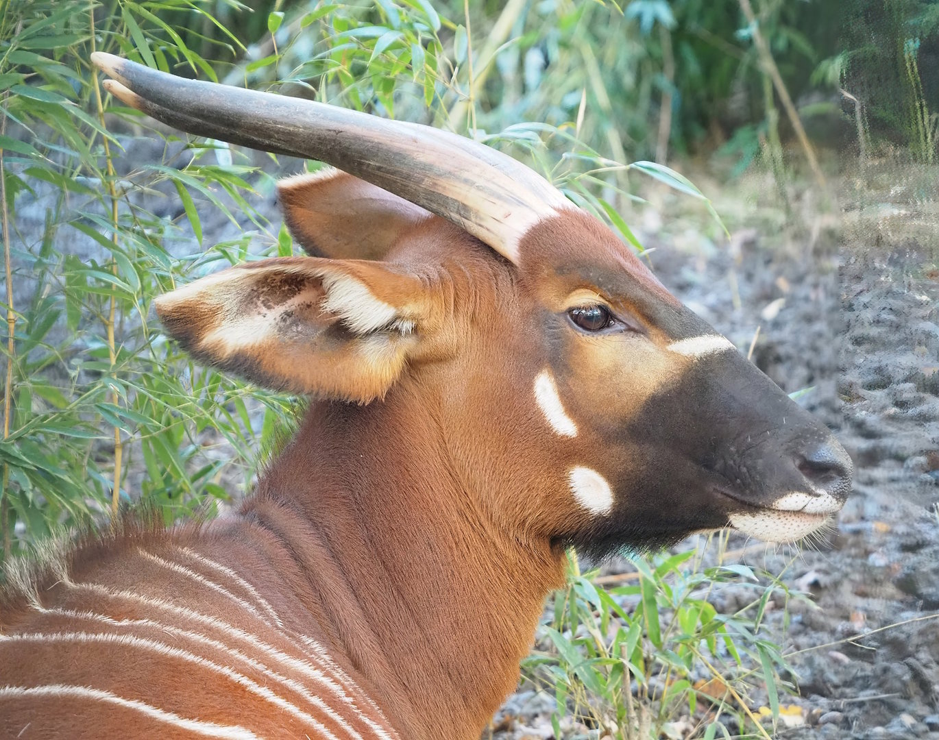 Mountain bongo (Tragelaphus eurycerus isaaci), 2022-11-12