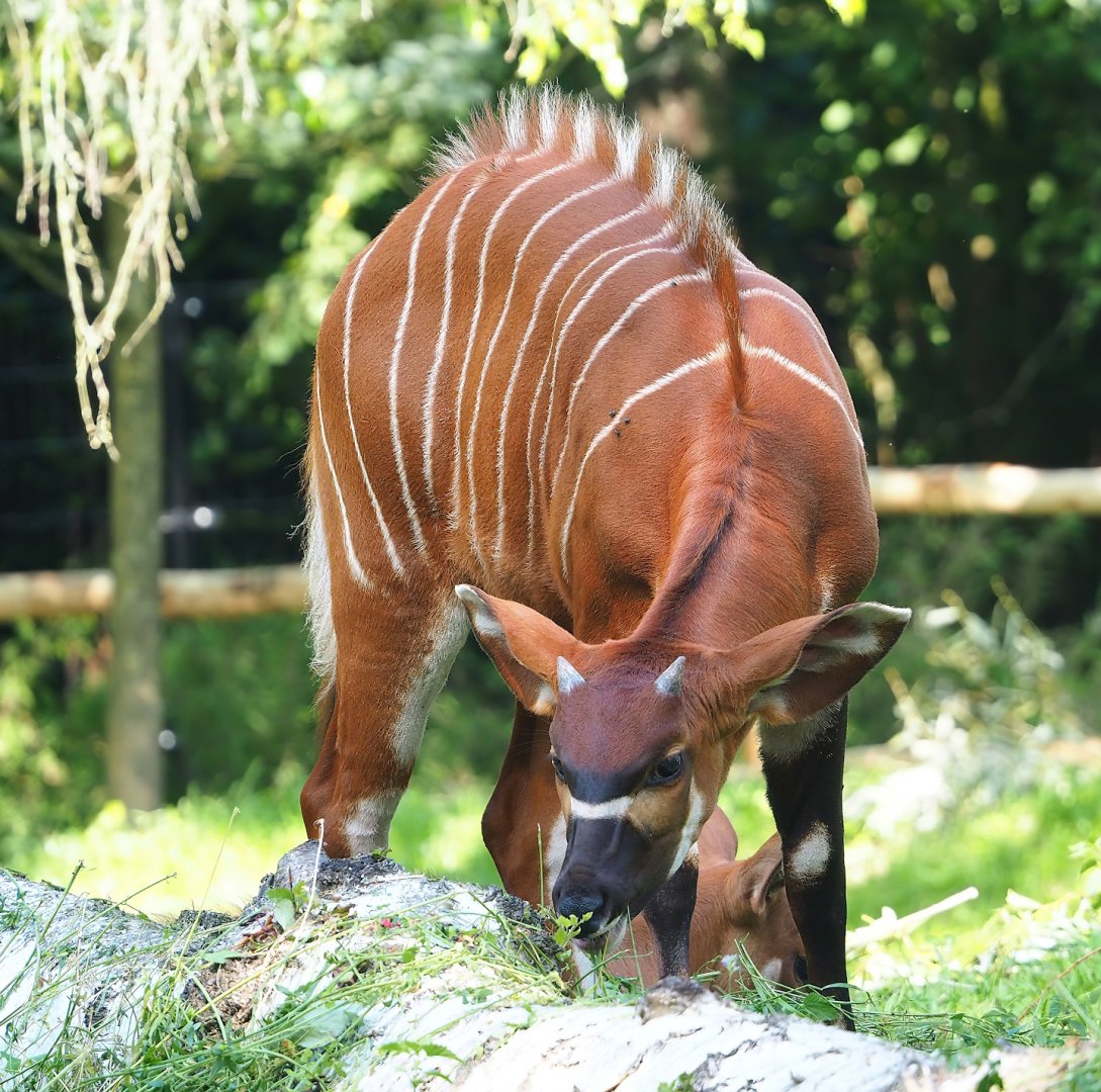Mountain bongo (Tragelaphus eurycerus isaaci), 2023-07-08