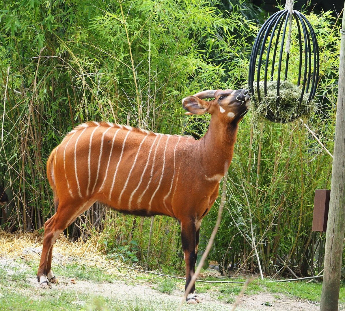 Mountain bongo (Tragelaphus eurycerus isaaci), 2023-07-22