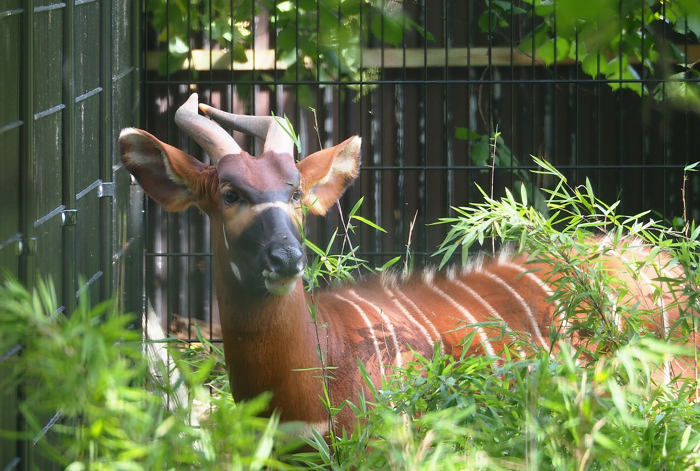 Mountain bongo (Tragelaphus eurycerus isaaci), 2023-07-26