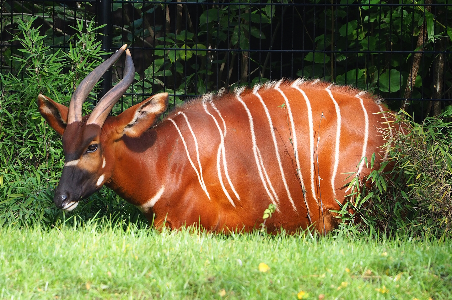 Mountain bongo (Tragelaphus eurycerus isaaci), 2023-09-19