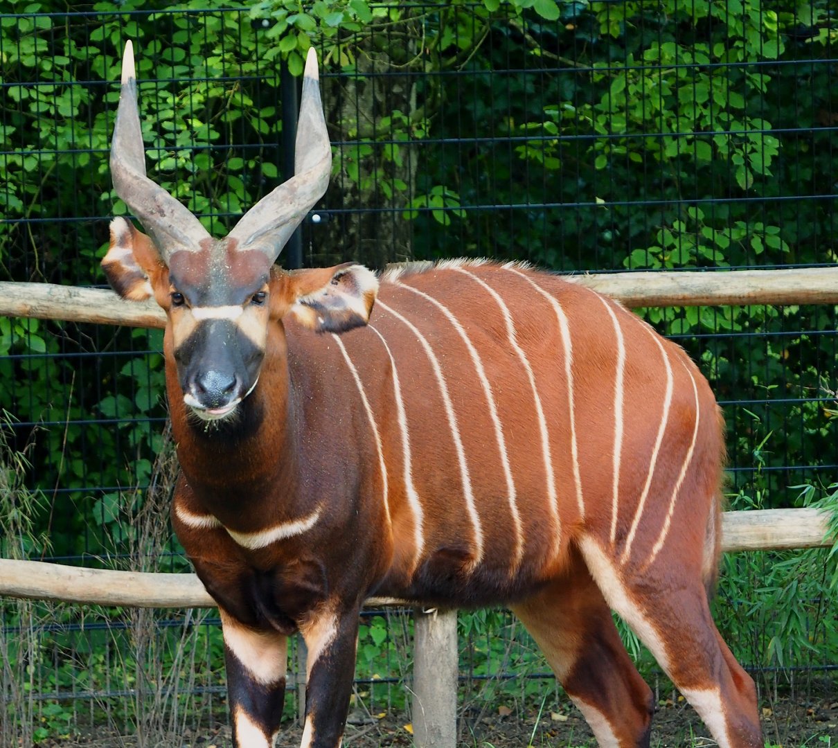 Mountain bongo (Tragelaphus eurycerus isaaci), 2023-09-19