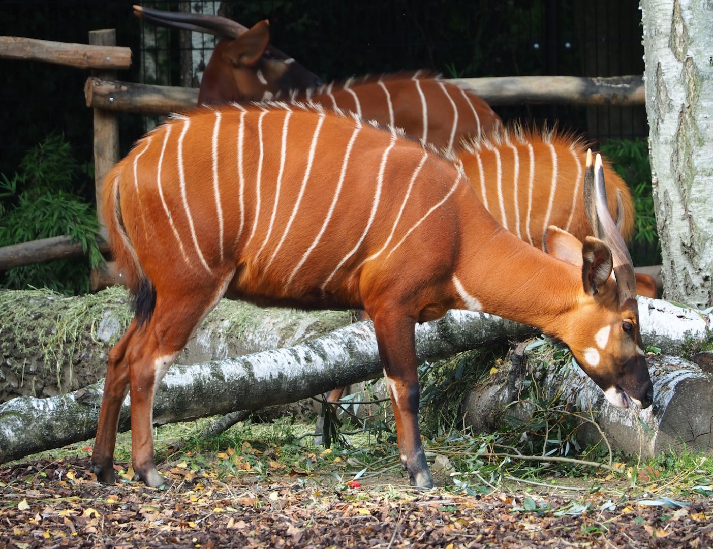 Mountain bongo (Tragelaphus eurycerus isaaci), 2023-10-04