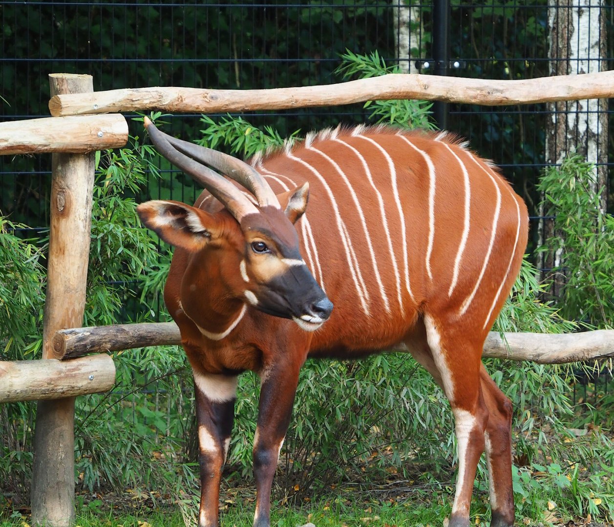 Mountain bongo (Tragelaphus eurycerus isaaci), 2023-10-04