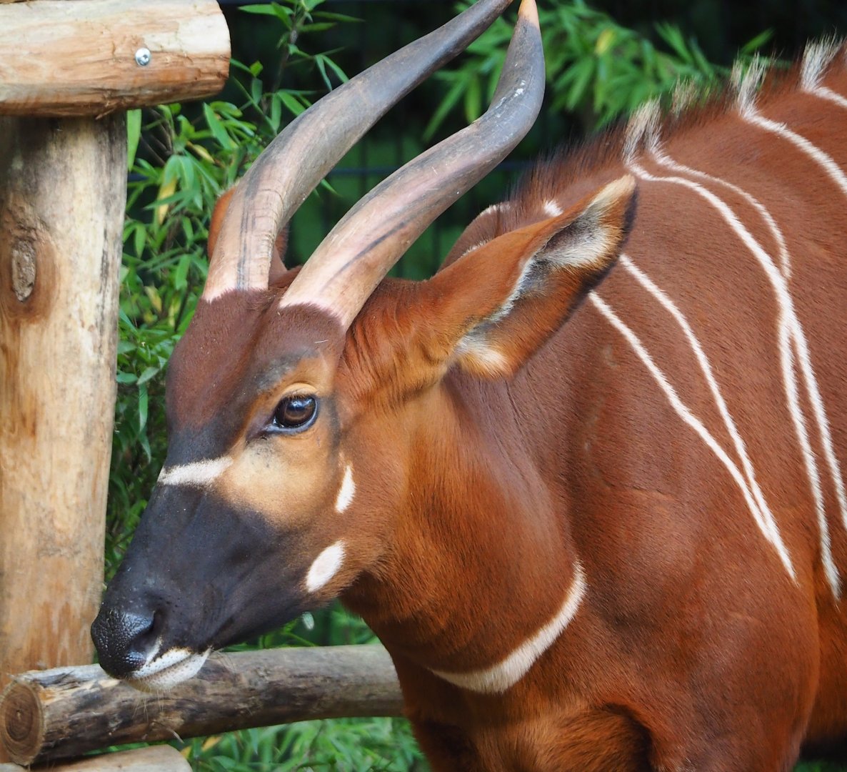 Mountain bongo (Tragelaphus eurycerus isaaci), 2023-10-04