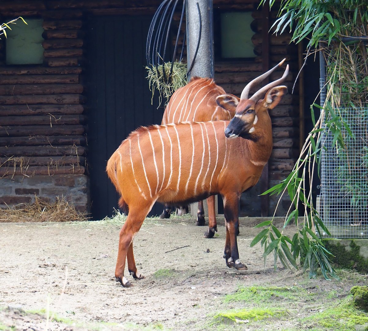 Mountain bongo (Tragelaphus eurycerus isaaci), 2024-02-17