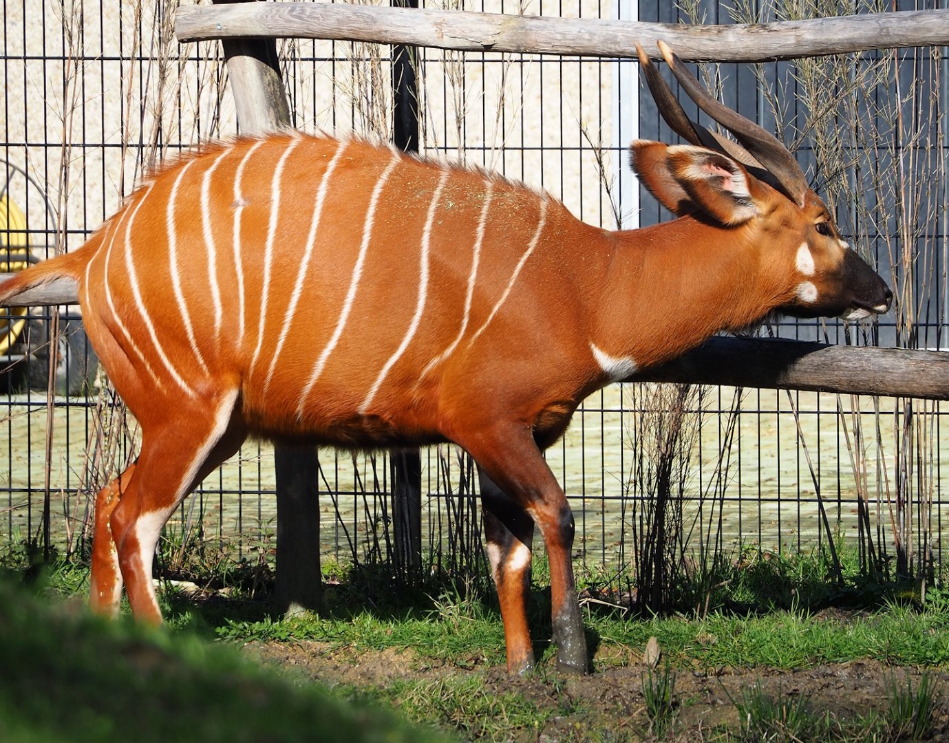 Mountain bongo (Tragelaphus eurycerus isaaci), 2024-03-04