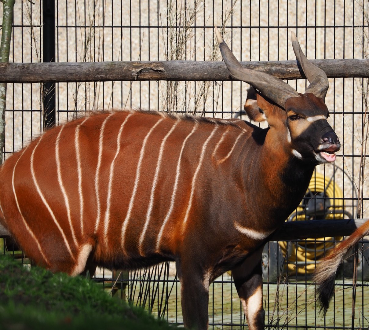 Mountain bongo (Tragelaphus eurycerus isaaci), 2024-03-04