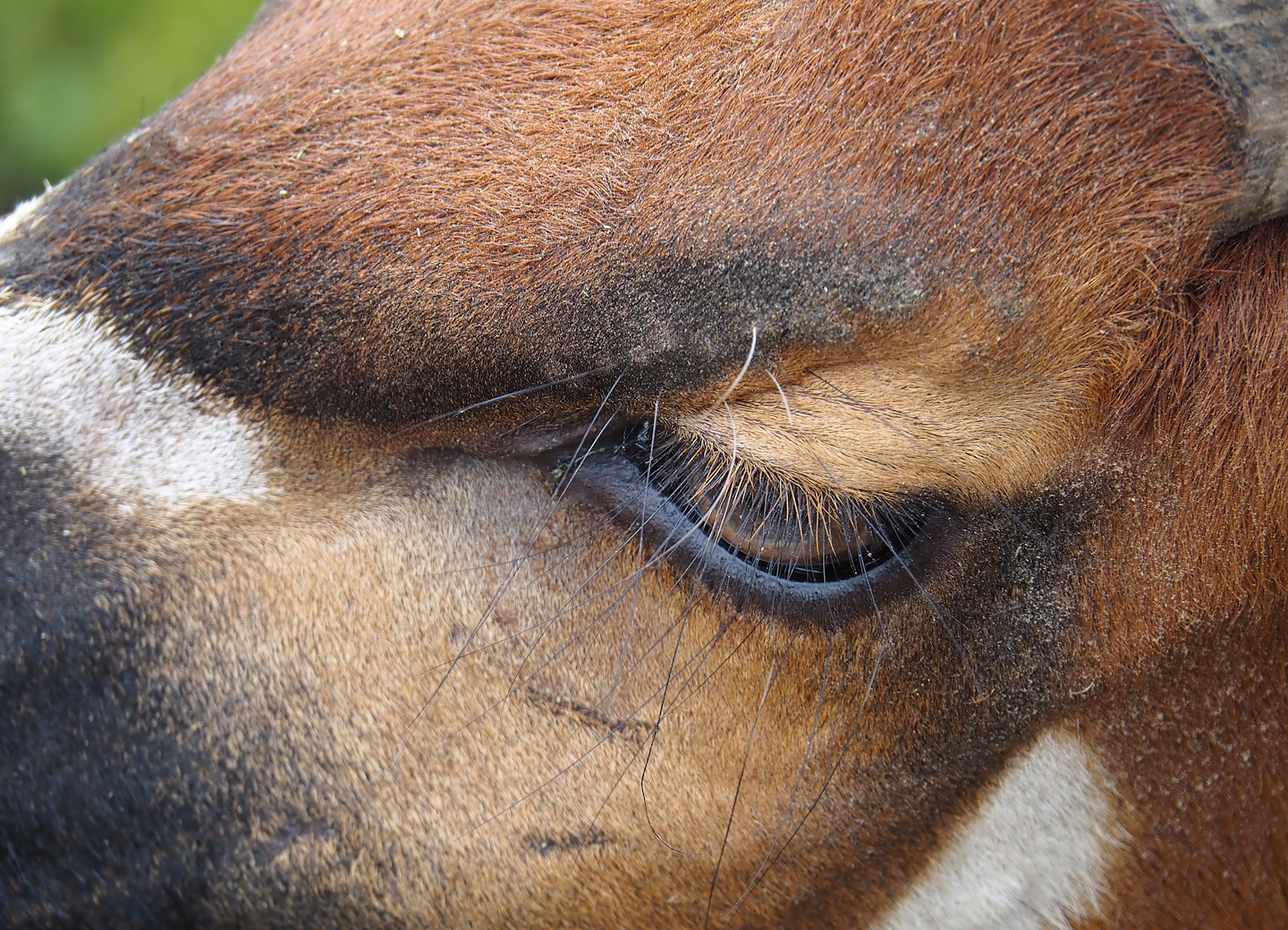 Mountain bongo (Tragelaphus eurycerus isaaci), 2024-03-09