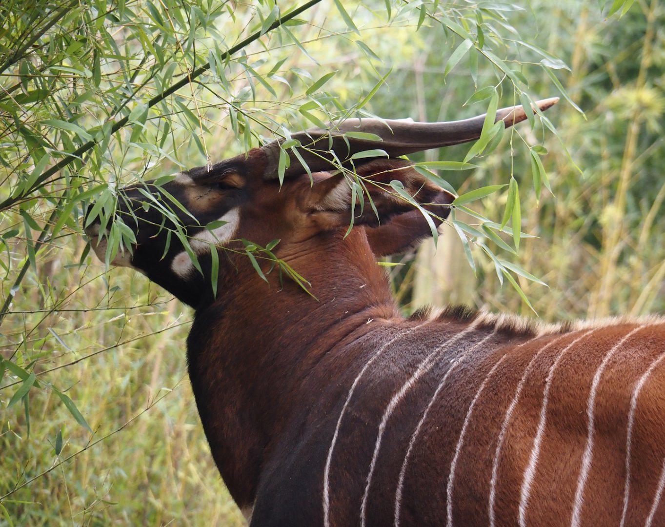 Mountain bongo (Tragelaphus eurycerus isaaci), 2024-03-09