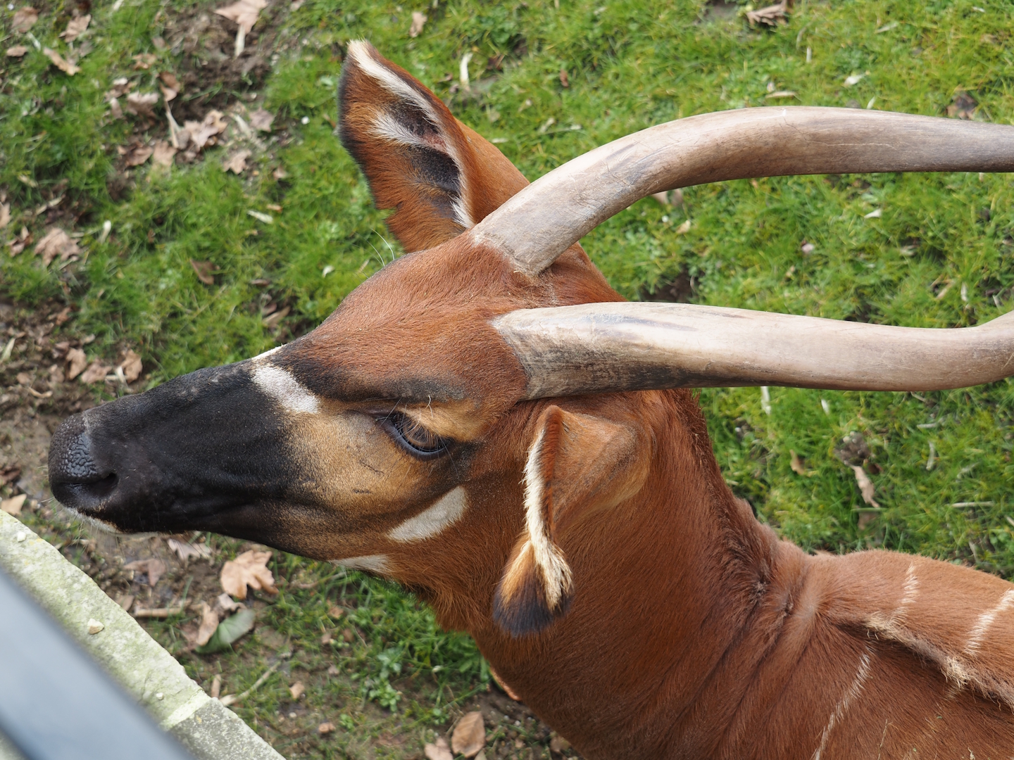 Mountain bongo (Tragelaphus eurycerus isaaci), 2024-03-09