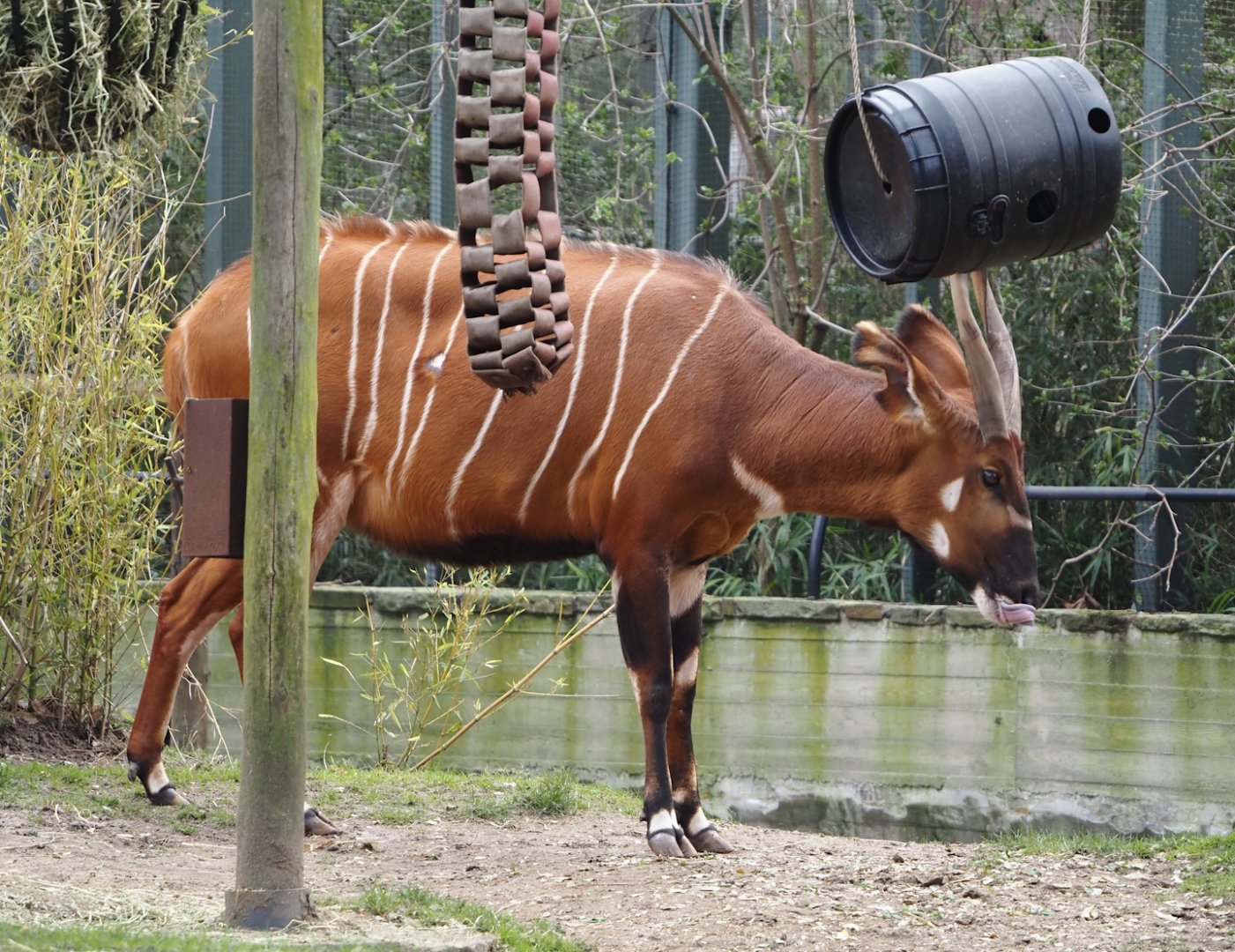 Mountain bongo (Tragelaphus eurycerus isaaci), 2024-03-09