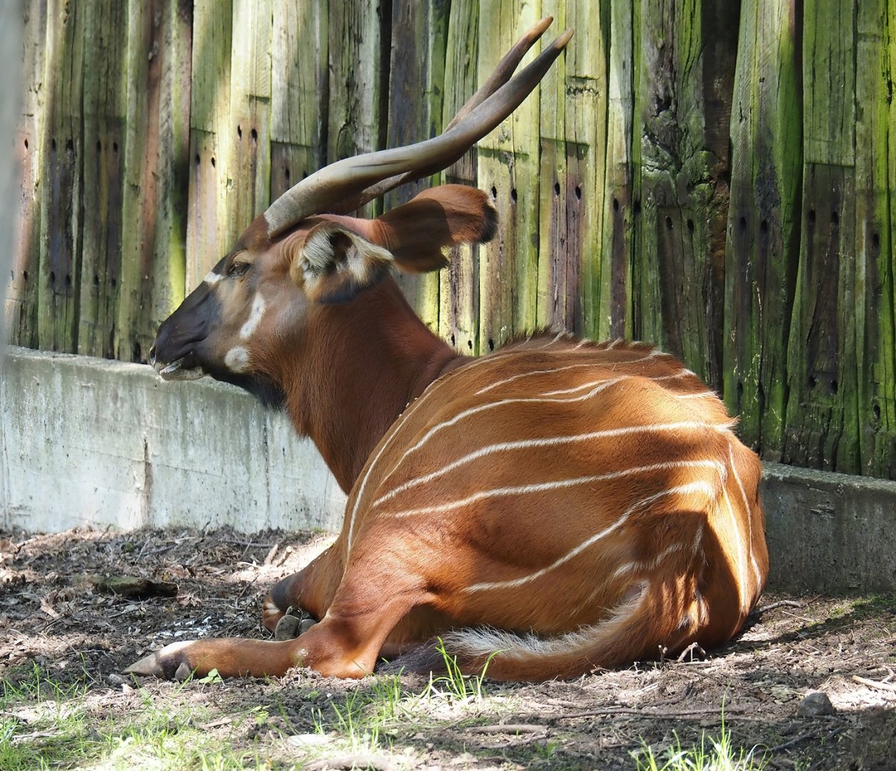 Mountain bongo (Tragelaphus eurycerus isaaci), 2024-06-08
