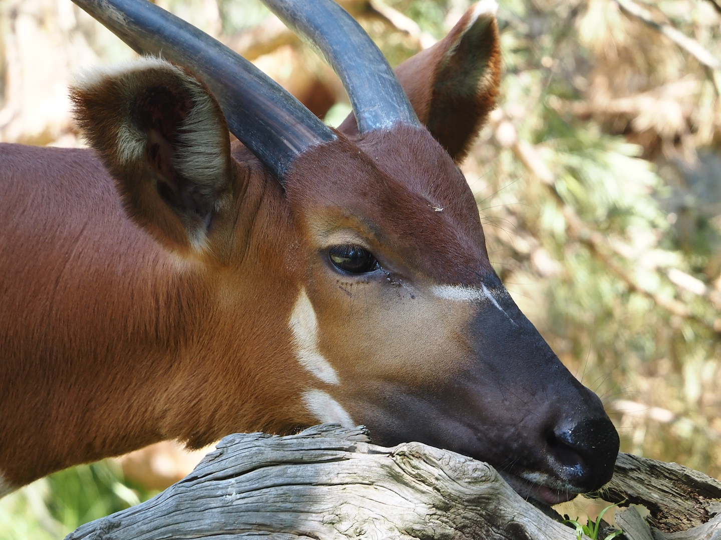 Mountain bongo (Tragelaphus eurycerus isaaci), 2024-06-08
