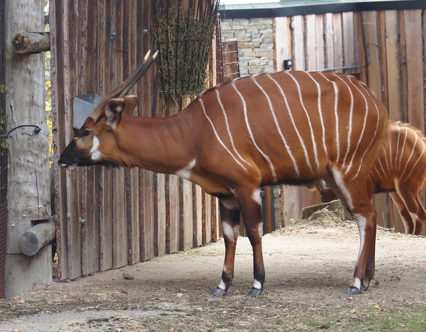 Mountain bongo (Tragelaphus eurycerus isaaci), 2025-09-30