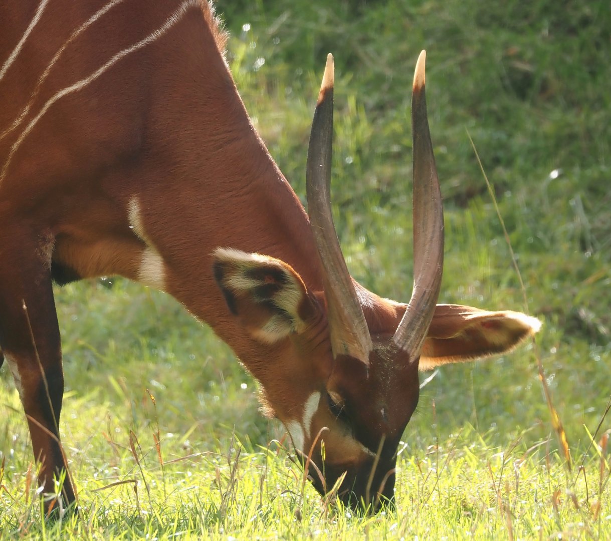 Mountain bongo (Tragelaphus eurycerus isaaci), 2025-09-30