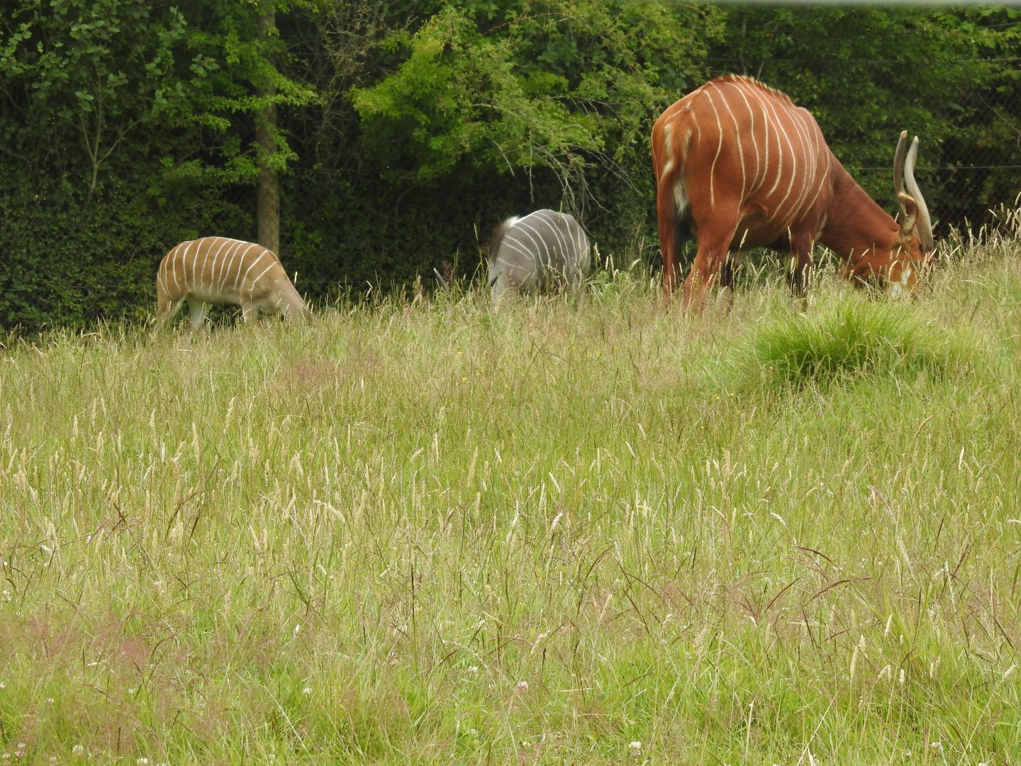 Mountain Bongo (Tragelaphus eurycerus isaaci) and Lesser Kudu (Tragelaphus imberbis)