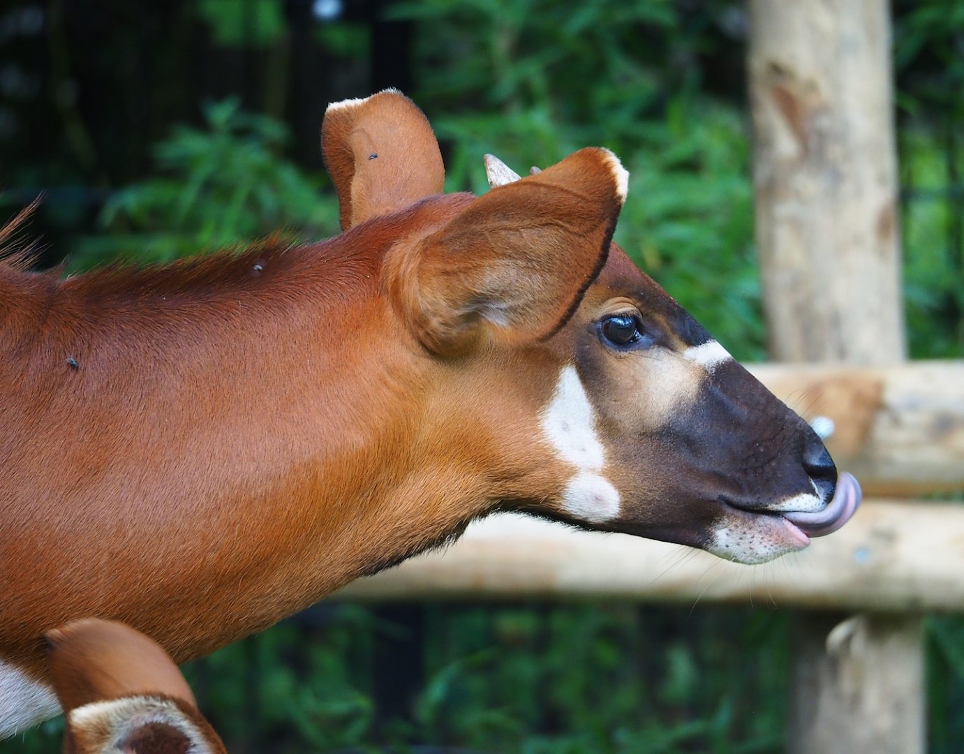 Mountain bongo (Tragelaphus eurycerus isaaci) calf, 2023-07-26
