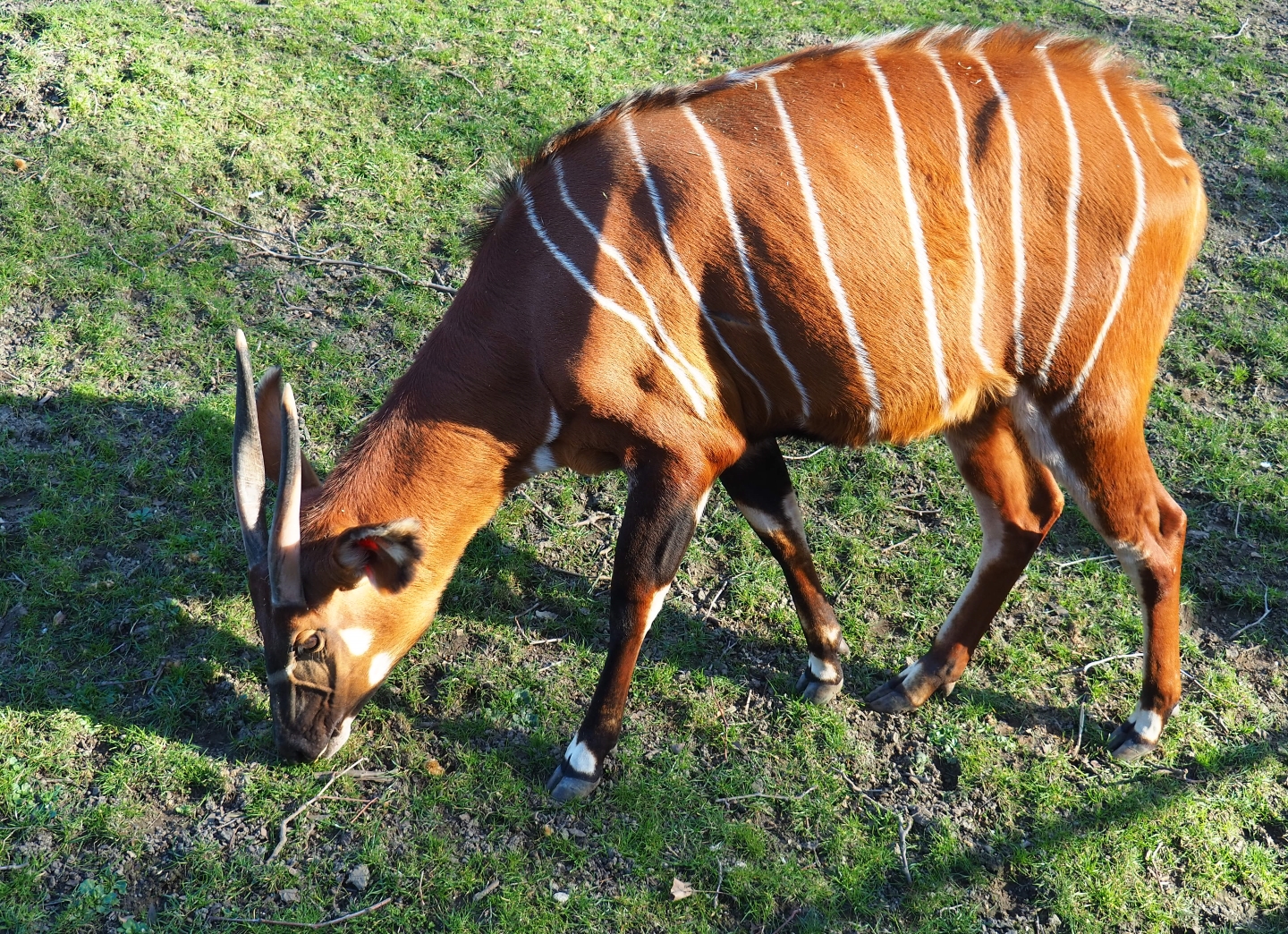Mountain bongo (Tragelaphus eurycerus isaaci), Feb 27th, 2019