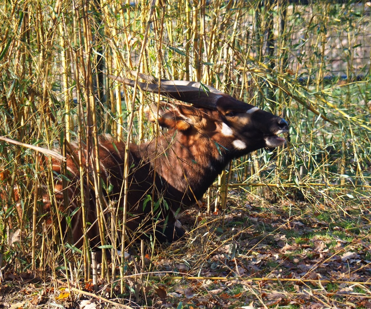 Mountain bongo (Tragelaphus eurycerus isaaci), Nov 18th, 2018